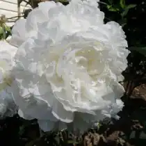 Пион травянистый «Энн Казинс» (Paeonia 'Ann Cousins')