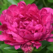 Пион травянистый «Пол М. Уайлд» (Paeonia 'Paul M. Wild')