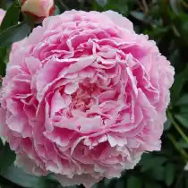 Пион травянистый «Сара Бернар» (Paeonia 'Sarah Bernhardt')