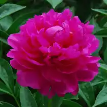 Пион травянистый «Да Фу Гай» (Ричи) (Paeonia 'Da Fu Gui'). Форма цветка махровая шаровидная