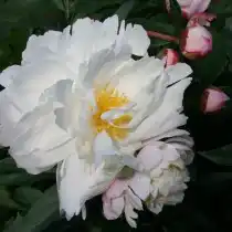 Пион травянистый «Джеймс Келвей» (Paeonia 'James Kelway'). Форма цветка розовидная