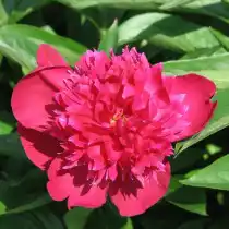 Пион травянистый «Рут Клэй» (Paeonia 'Ruth Clay'). Форма цветка махровая корончатая