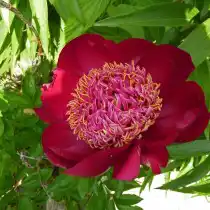 Пион травянистый «Уолтер Мейнс» (Paeonia 'Walter Mains'). Форма цветка японская