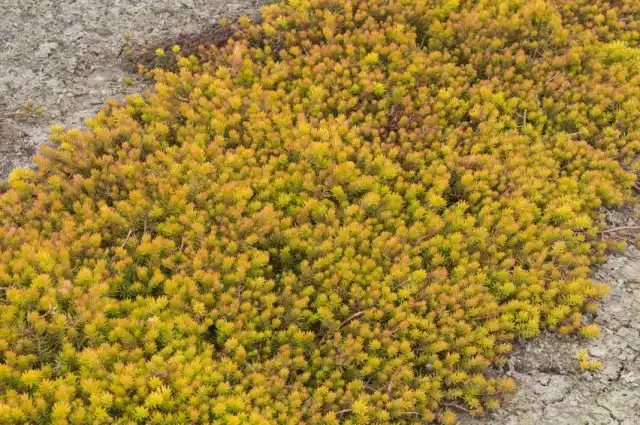 Очиток скальный, или Седум скальный (Sedum rupestre)