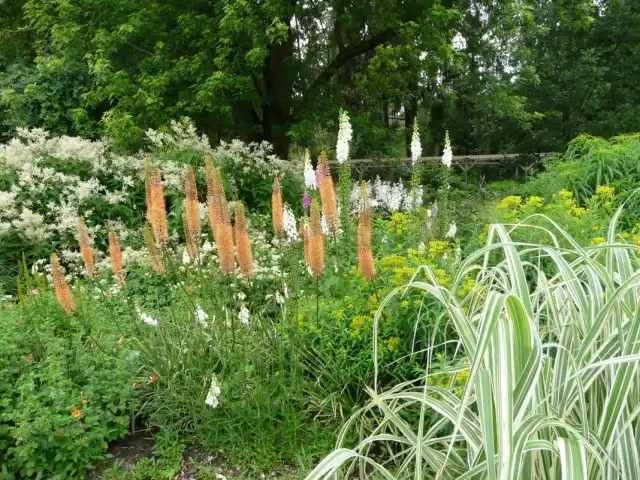 Эремурус сорта группы Руйтера «Клеопатра» (Eremurus Ruiter Hybrids 'Cleopatra')