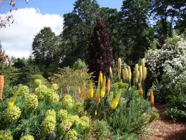 Эремурусы в цветнике