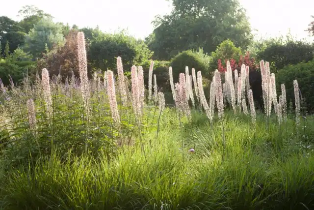 Эремурус Изабеллы «Романс» (Eremurus x isabellinus 'Romance')