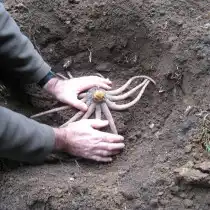 Посадка эремуруса