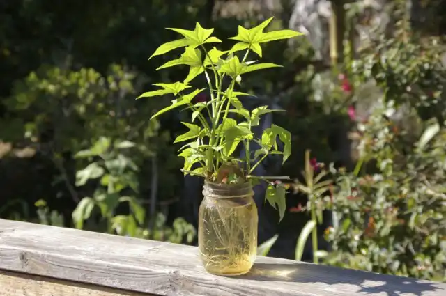 Укоренение черенков в воде с помощью стимуляторов корнеобразования