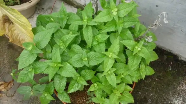 Куст торении, высаженный в открытый грунт