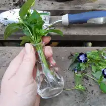 Укоренение нарезанных черенков торении в воде