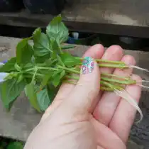 Корешки на черенках торении