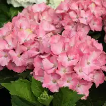 Гортензия крупнолистная серия Forever&Ever сорт «Fantasia»