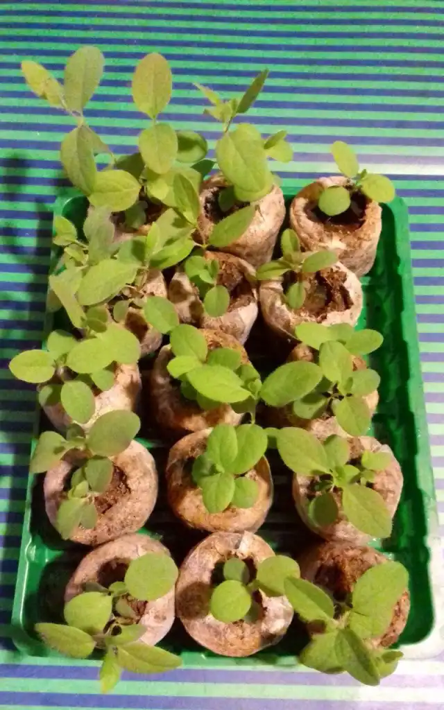 Всходы жимолости, выращиваемой из семян