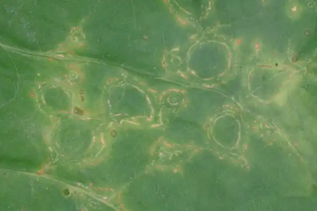 Кольцевая пятнистость проявляется так: в мае-июне на листьях появляются кольцевой рисунок и хлоротичные пятна.