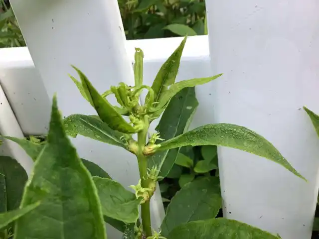 При поражении желтухой заболевшее растение начинает отставать в росте, развиваются многочисленные боковые побеги, листва деформируется и обесцвечивается, а лепестки превращаются в листоподобные образования и зеленеют.