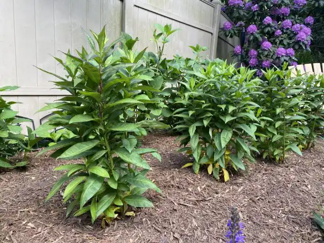 Усыхание листьев не болезнь, а еще одна физиологическая проблема, решить которую помогает соблюдение агротехники и правильный уход.