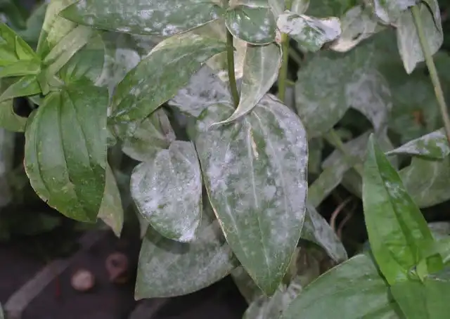 Мучнистая роса (бель, пепелица) – одно из самых распространенных заболеваний флоксов, имеющих грибную природу. Начинается все с того, что низ стеблей, а затем и нижняя сторона листьев покрывается белым мучнистым налетом – грибным мицелием.