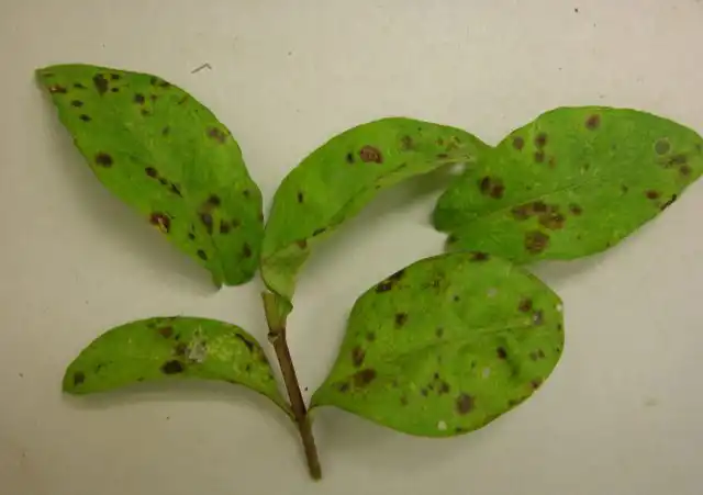 Белая пятнистость поражает многие культуры: цветочные, овощные, плодовые. На поверхности листьев (начиная с нижних) появляются бурые точки и мелкие округлые или неровные пятна, которые постепенно увеличиваются, желтеют.