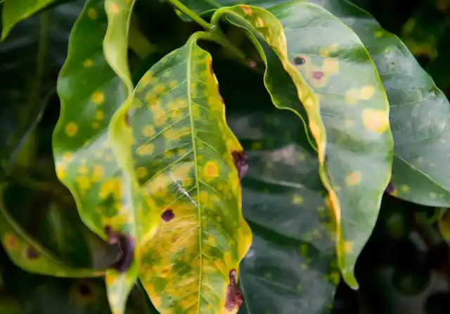 Ржавчину вызывают грибы класса урединиомицеты. Болезнь поражает листья, которые начиная с июня покрываются рыжевато-коричневыми пятнами.