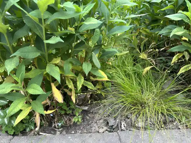 Фомоз (пуговичная гниль) - еще одна довольно частая проблема флоксов. Возбудитель – гриб из рода фома, наиболее активный при повышенной влажности. На заболевшем растении к началу периода бутонизации и цветения желтеют нижние листья.