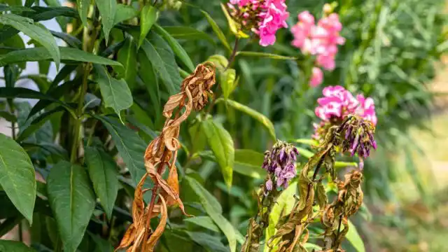 Вертициллезное увядание стеблей (вилт) встречается довольно редко, но может стать крайне неприятной неожиданностью. Соцветия резко поникают и вместе с листьями и стеблями желтеют и засыхают.