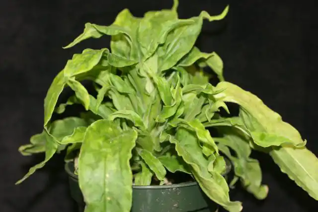 Причина курчавости – вирус некроза жилок, основной распространитель – цикадка. Листва на больных флоксах становится курчавой, бугорчатой, скручивается.