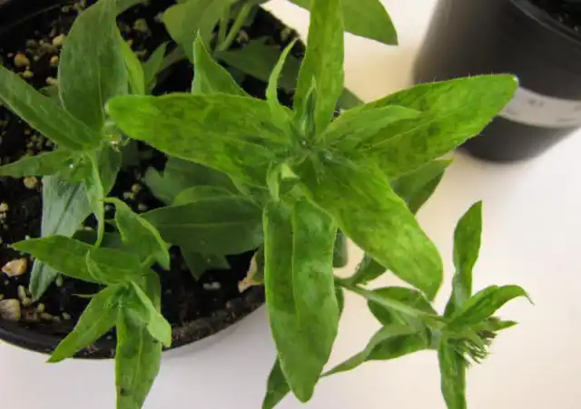 Погремковость может носить латентный характер и быть заметно только по задержке роста. Но обычно проявляется в виде светлых пятен на листьях, которые постепенно выцветают и некротируются.