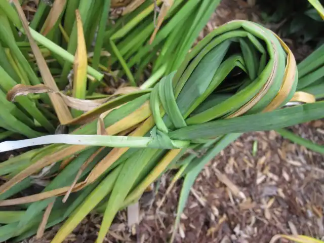 Обрезка отцветших бутонов и связывание листьев нарциссов