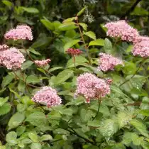 Спирея прелестная (Spiraea bella)