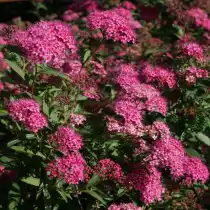 Спирея Бумальда (Spiraea × bumalda)