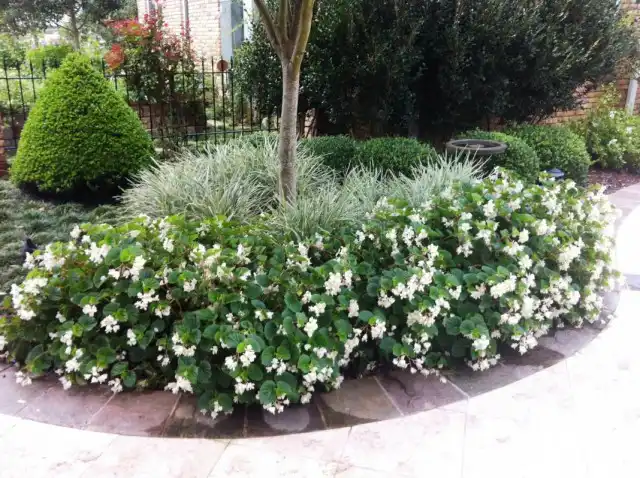 Цветник в притенённом месте