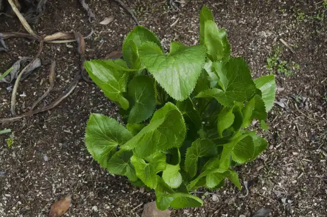 Саженец синеголовника альпийского