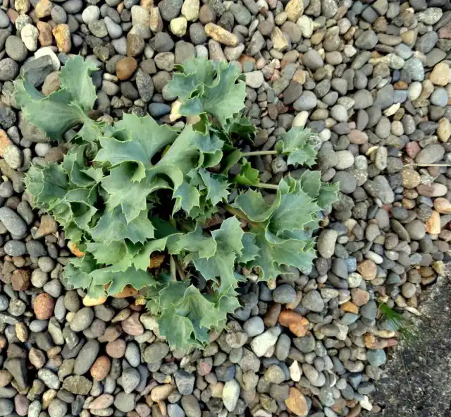 Саженец синеголовника приморского