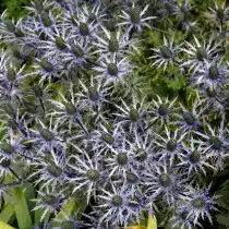 Синеголовник приморский (Eryngium maritimum)