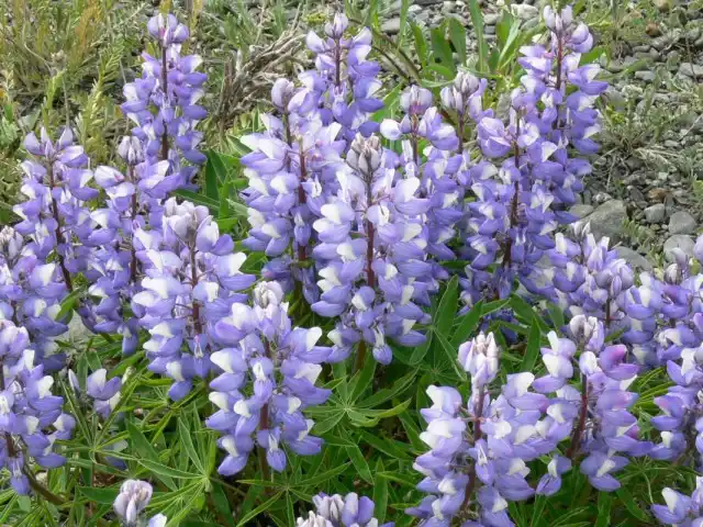 Люпин арктический (Lupinus arcticus)