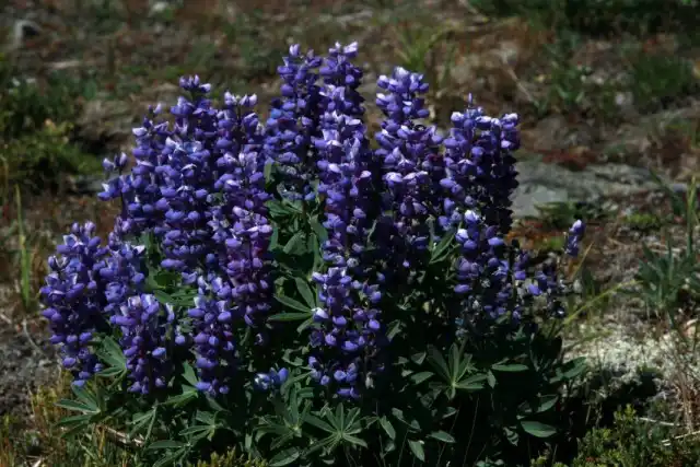 Люпин лепидус (Lupinus lepidus)