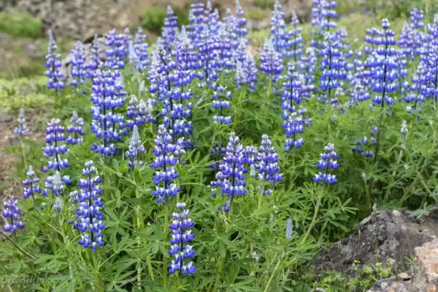 Люпин нутканский (Lupinus nootkatensis)