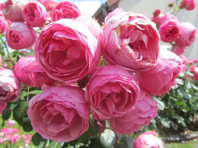 Роза "Помпонелла" ('Pomponella') какая-то… вся из контрастов.