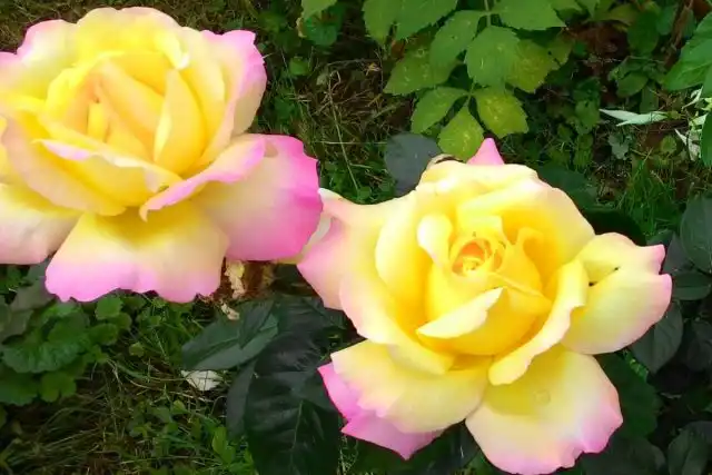 Удивительно, но каждый год болеет и лысеет сорт "Глория Дей" ('Gloria Dei').