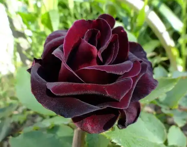 Тёмно-красная, почти чёрно-красная "Элегия" ('Elegia').