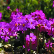 Примула розовая (Primula rosea)