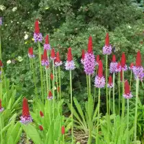 Примула Виаля (Primula vialii)