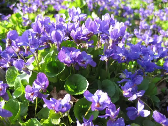 Фиалка душистая (Viola odorata)