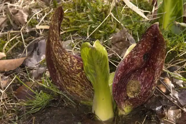 Симплокарпус (Symplocarpus)