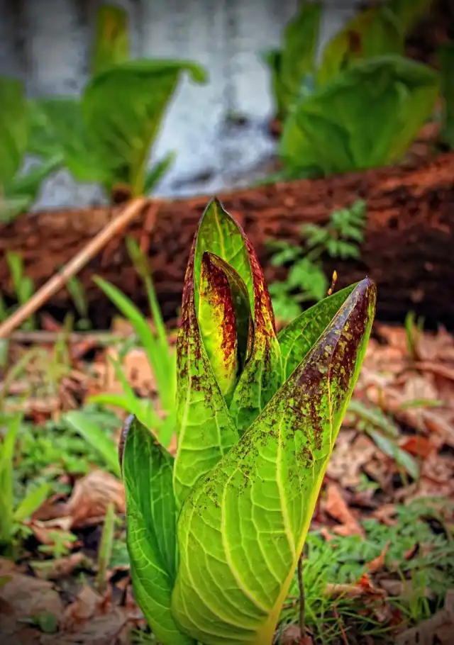 Симплокарпус (Symplocarpus)