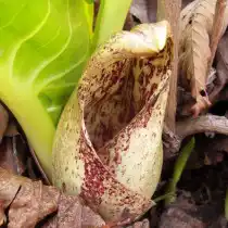 Симплокарпус Егорова (Symplocarpus egorovii)