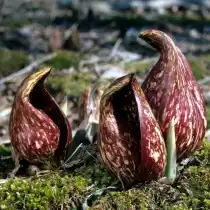 Симплокарпус вонючий (Symplocarpus foetidus)
