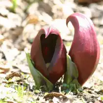 Симплокарпус раскрытолистный (Symplocarpus renifolius)