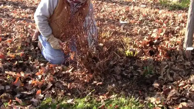 Санитарная обрезка барбариса